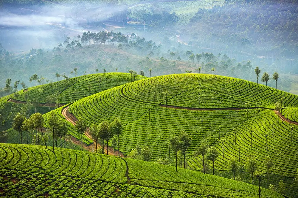 Everlasting Love in Kerala